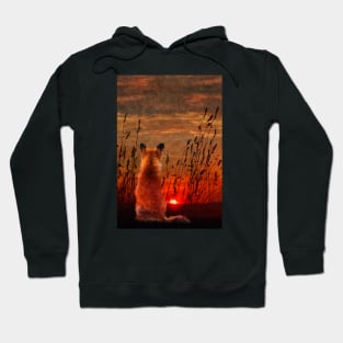 Red Fox watching the Sunset Hoodie